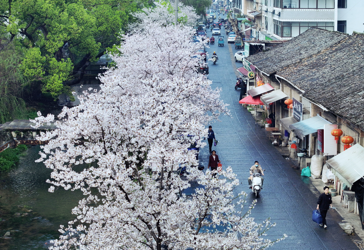 县城黄溪畔的樱花竞相开放
